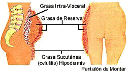 Distribuci�n de la Grasa